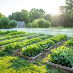 Le potager bio : conseils pour débuter sans pesticides